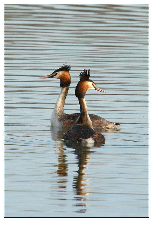 БОЛЬШАЯ ПОГАНКА (чомга, Podiceps cristatus) 
