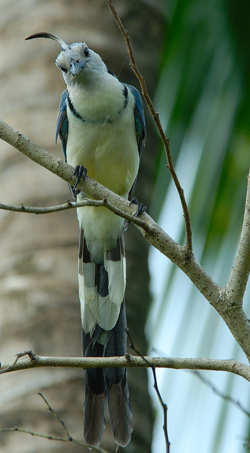 WHITE-TROATED MAGPIE-JAY (130kb) WHITE-TROATED MAGPIE-JAY  весом (130kb)