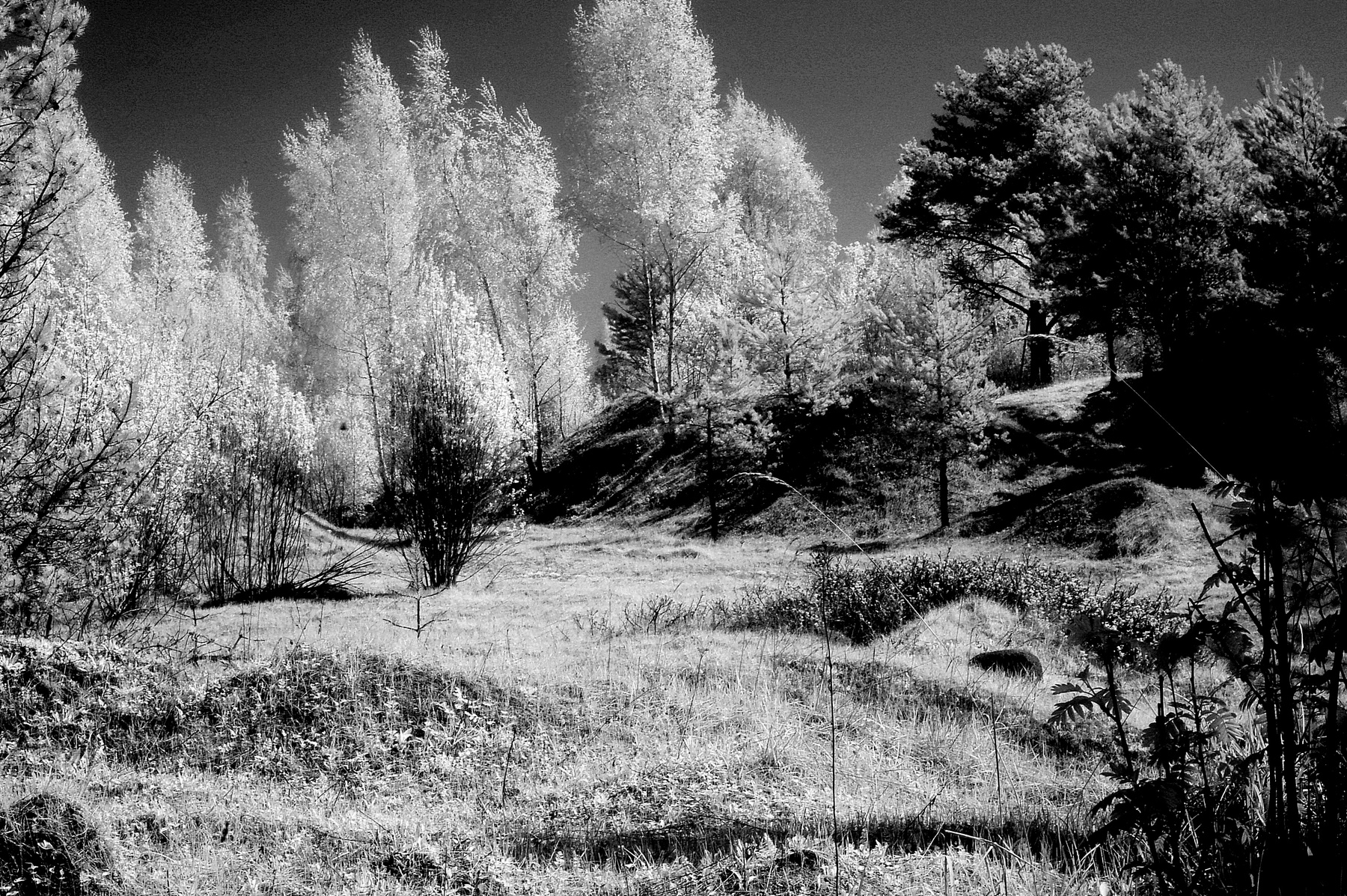 ***Ярославль.Ярославская губерния.Р.Ф.2021г.г. от Р.Х. Инфракрасная,чёрно-белая,монохромная, фотография. (infrared imaging) Инфракрасная чёрно-белая монохромная фотография infrared imaging