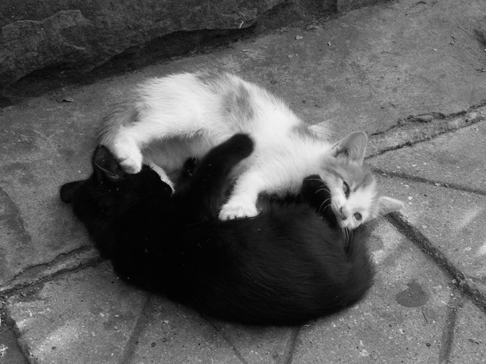 yin yang котята Инь Ян Yin-Yang