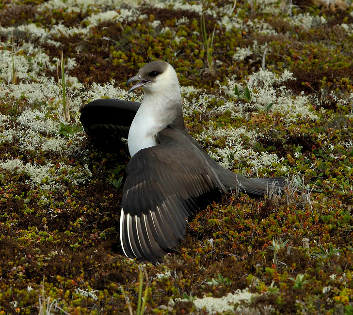 Покатаюся, поваляюся Короткохвостый поморник, Stercorarius parasiticus, Parasitic Jaeger, Tobseda, Barents Sea, Arctic