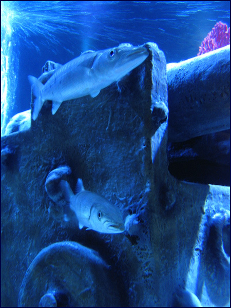 Банальность №15. Barracudas. 