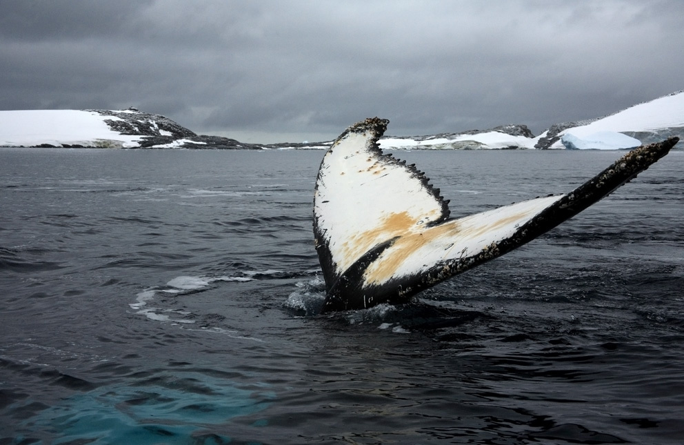 Photowhaling 6 Photowhaling 6