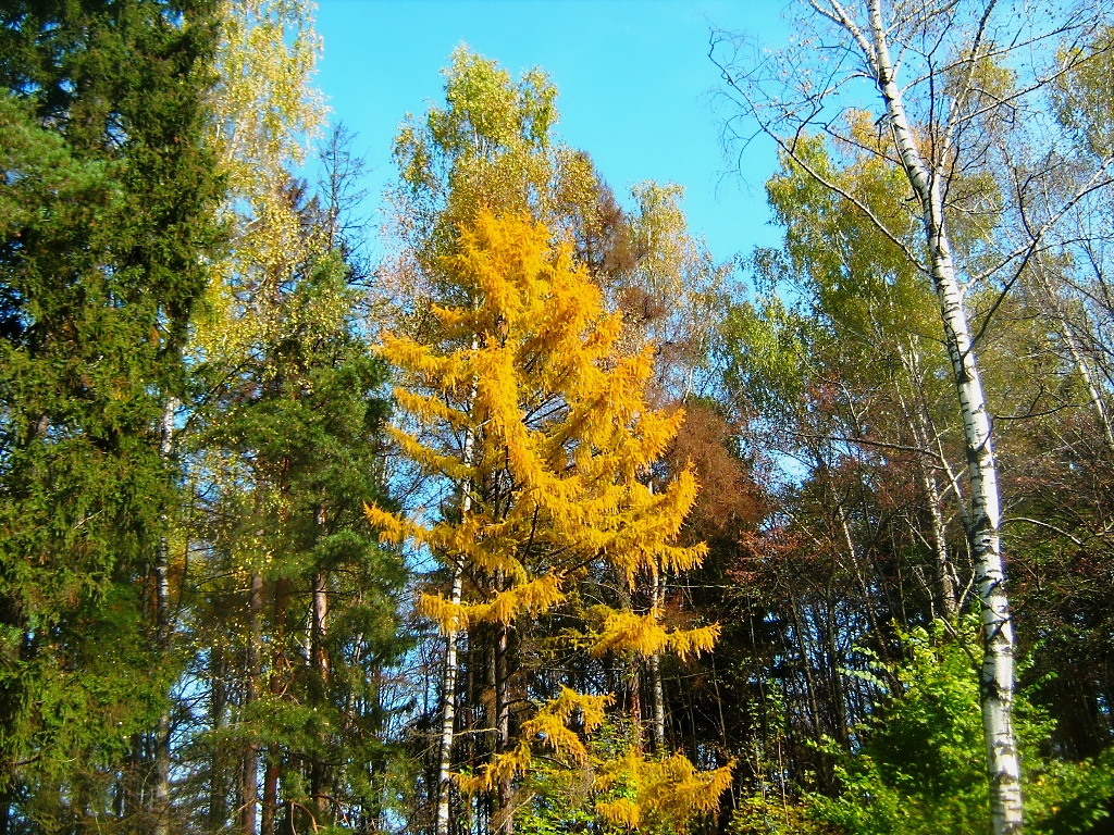 Золото Осени 