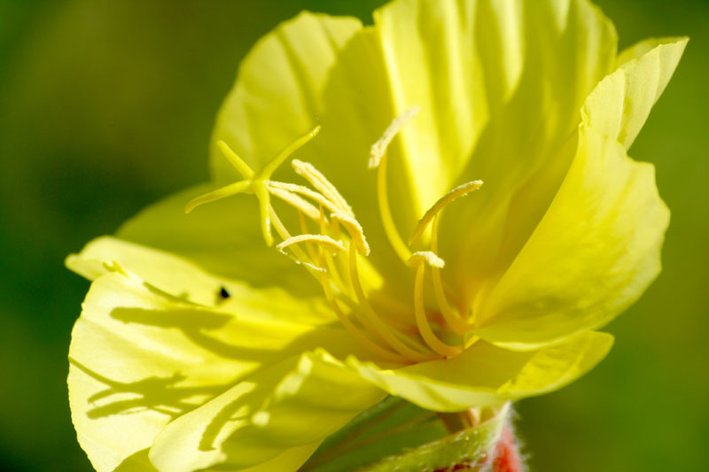 Flower Flowers