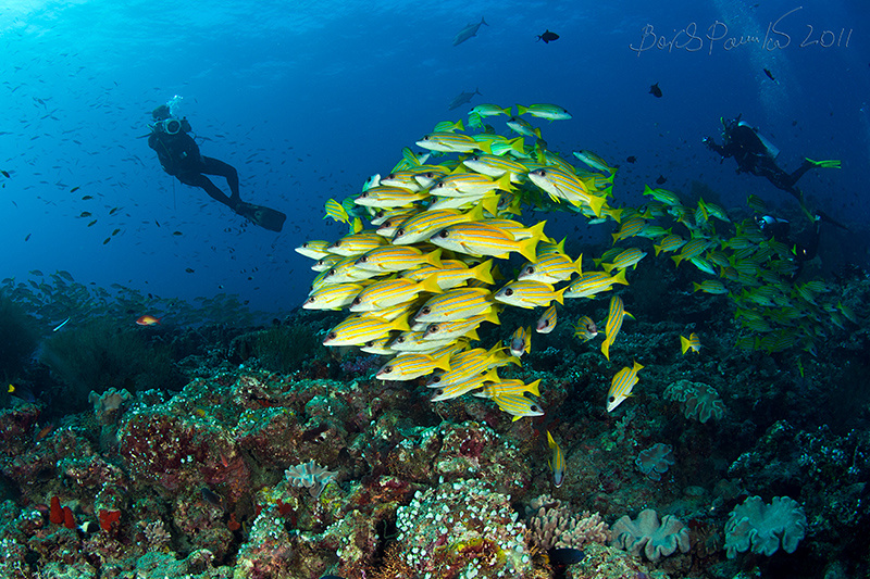 blue striped snappers blue striped snappers Maldives school diver дайвер Мальдивы окунь полосатый anion