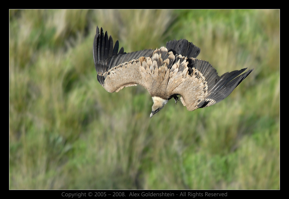 Белоголовый сип (Griffon Vulture). Griffon Vulture , Белоголовый сип (гриф) , Гамла , заповедник , Израиль