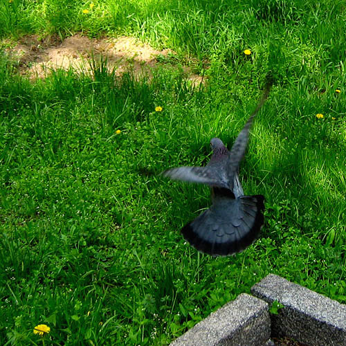 ~ i\'m like a bird ~ 