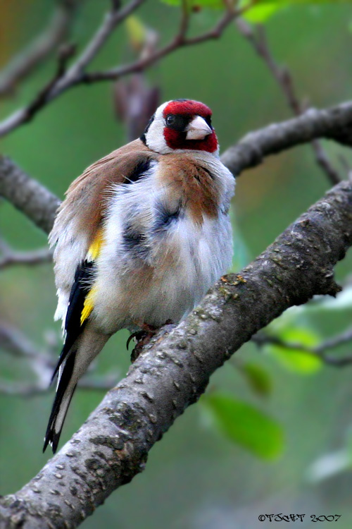 готовимся ко сну Щегол обыкновенный или черноголовый ( Carduelis carduelis )