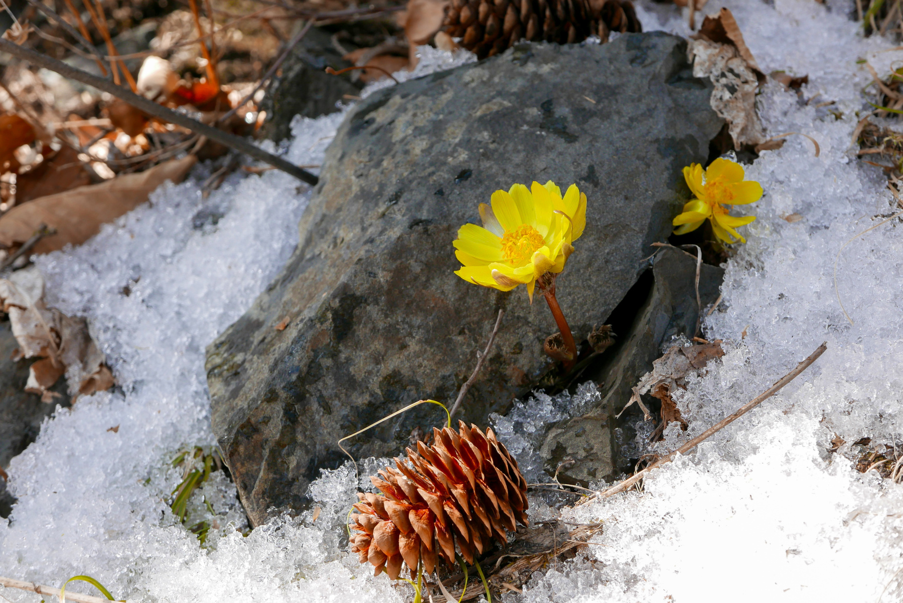 Подснежники - Адонис амурский (Adonis amurensis) 