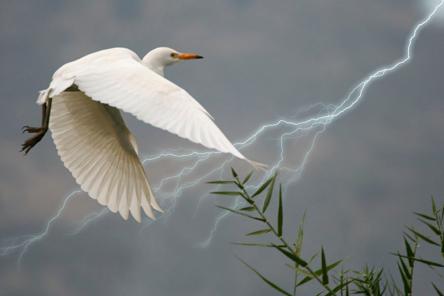 07290 White Egret 
