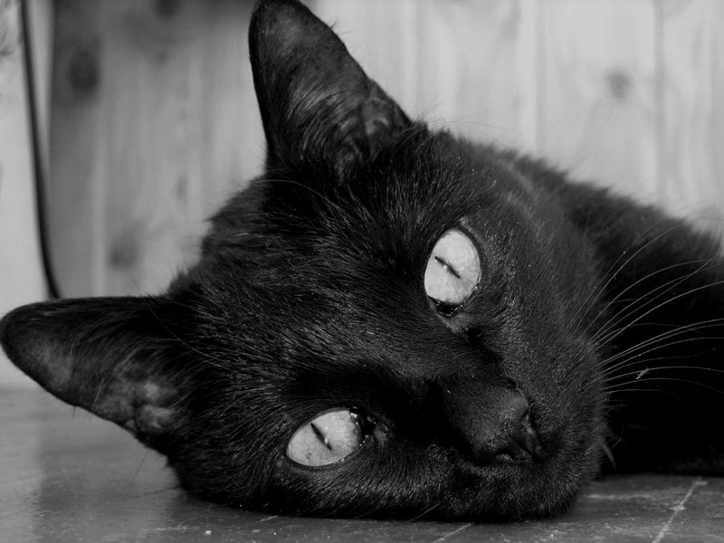 Joy мой кот