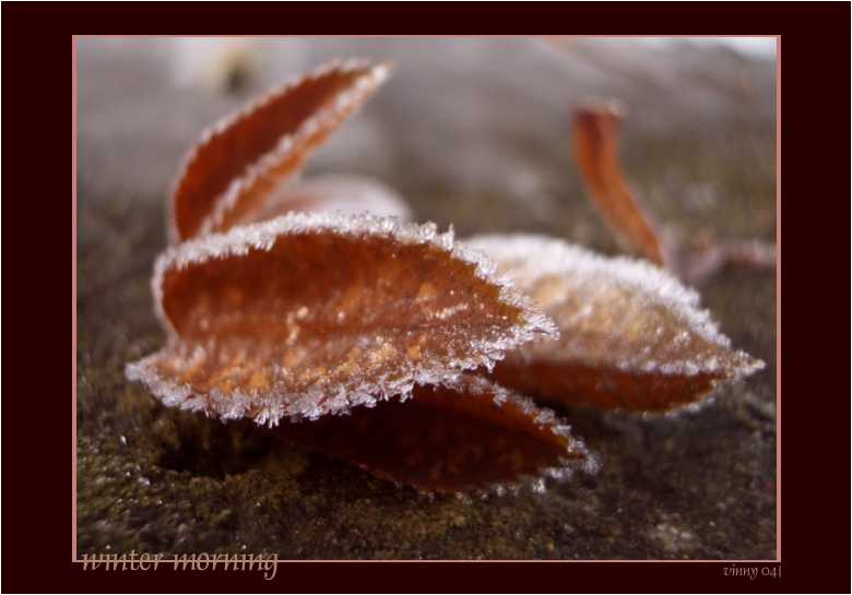 winter morning 