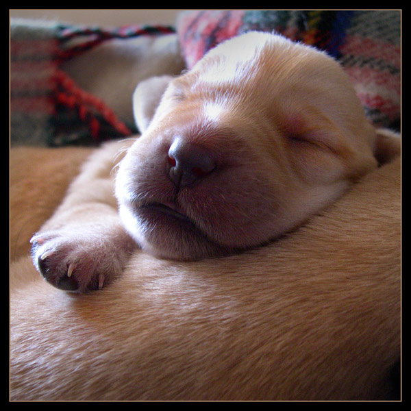 sleep 
