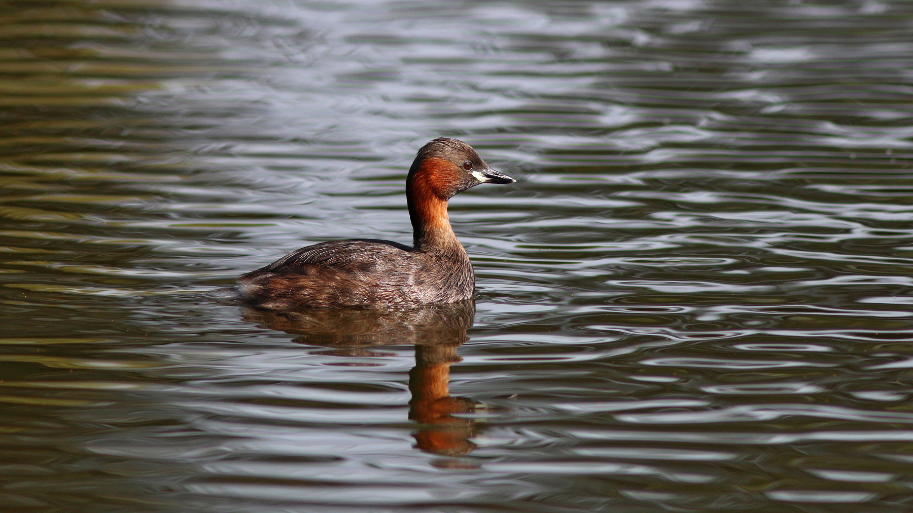 Малая поганка Малая поганка Tachybaptus ruficollis Little grebe