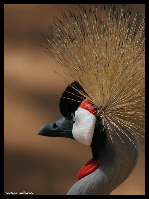 Uganda: Crested Crane 