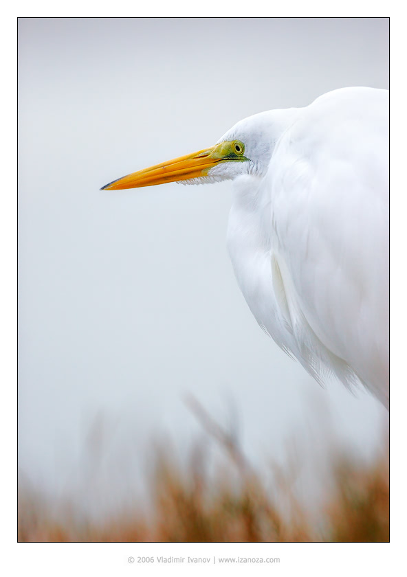 Осенняя большая, белая, цапля, great, egret, Florida, US