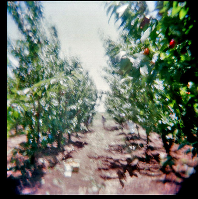 Про черешню holga