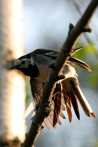 Motacilla alba или \"ой держите меня\" Motacilla alba белая трясогузка