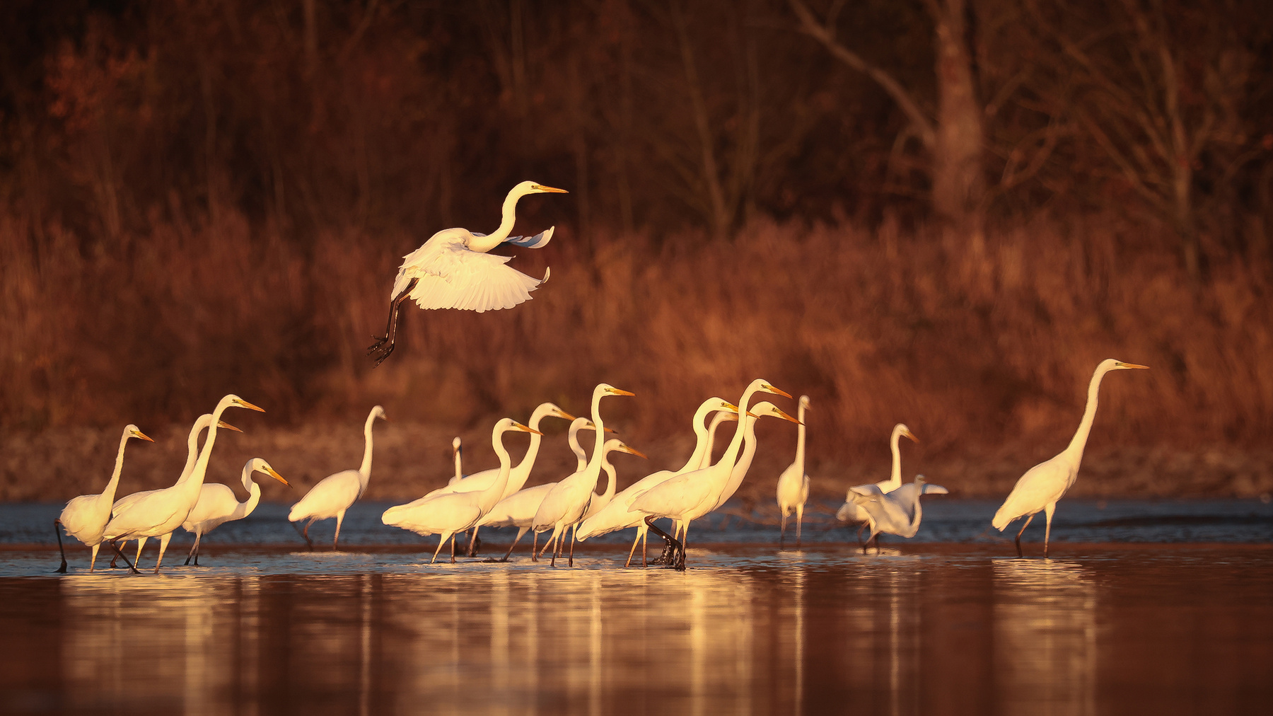 Herons 