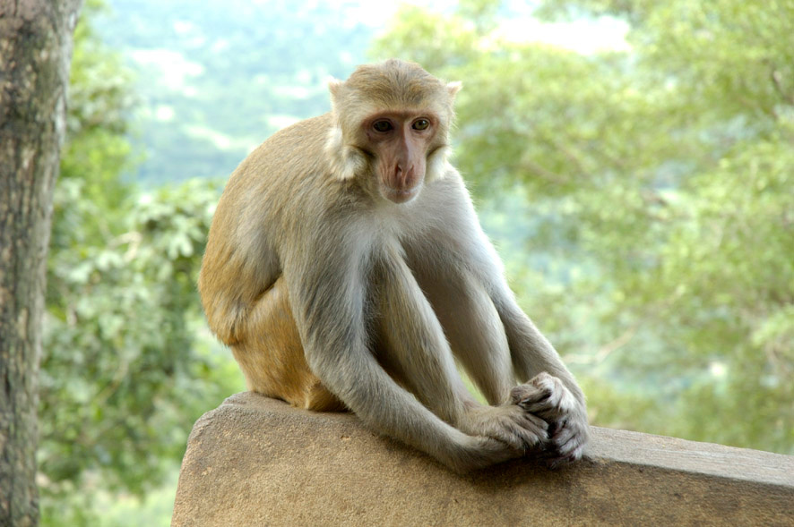 Мыслитель Бирма Попа Myanmar Mt. Popa
