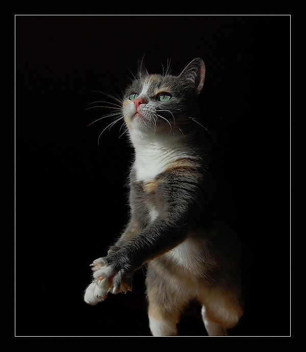 Бег кошка, бег, движение