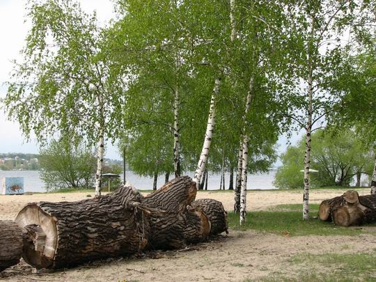 березки березки, пляж