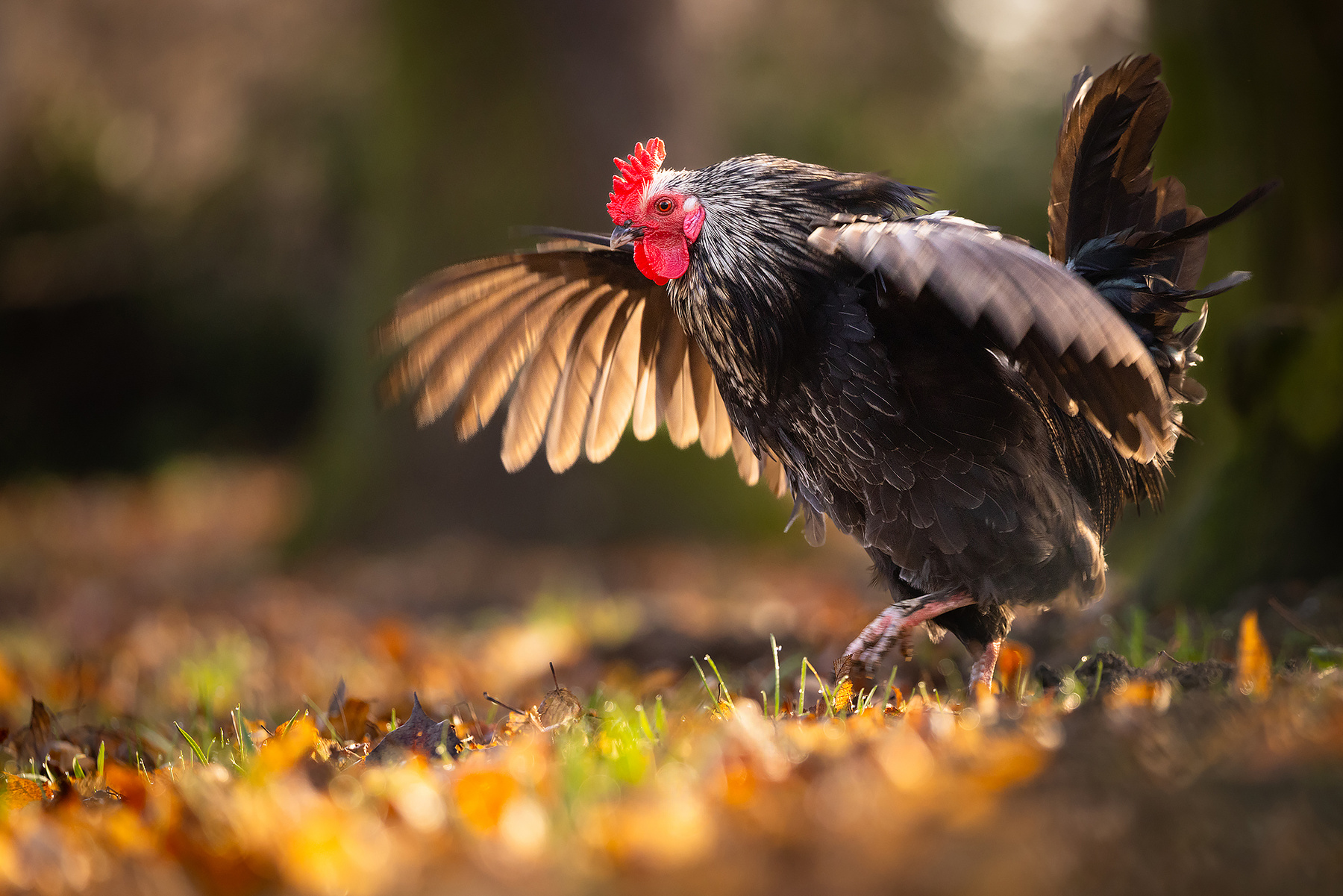 Cock 