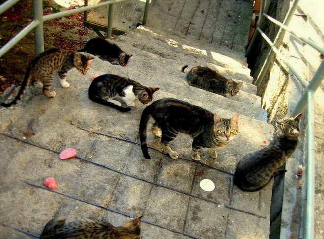 *голодуха* коты,колбаса