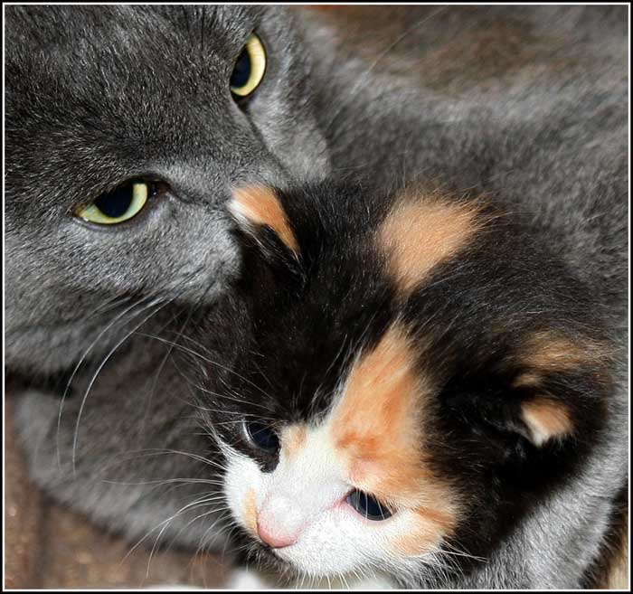 мамашка с дочей 