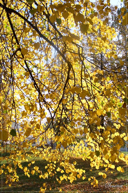 Осенняя Осень, солнце