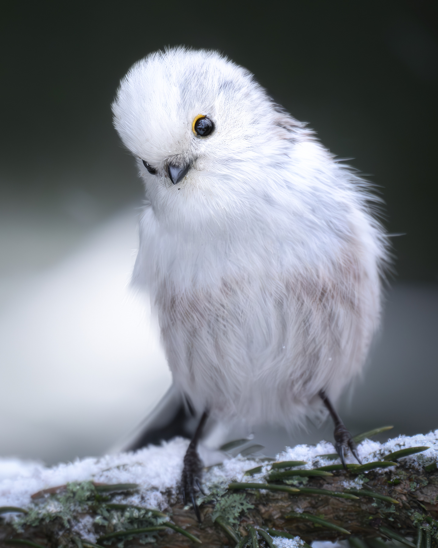 Длиннохвостая синица (Aegithalos caudatus) 