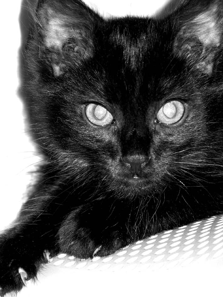 Чёрный кот 