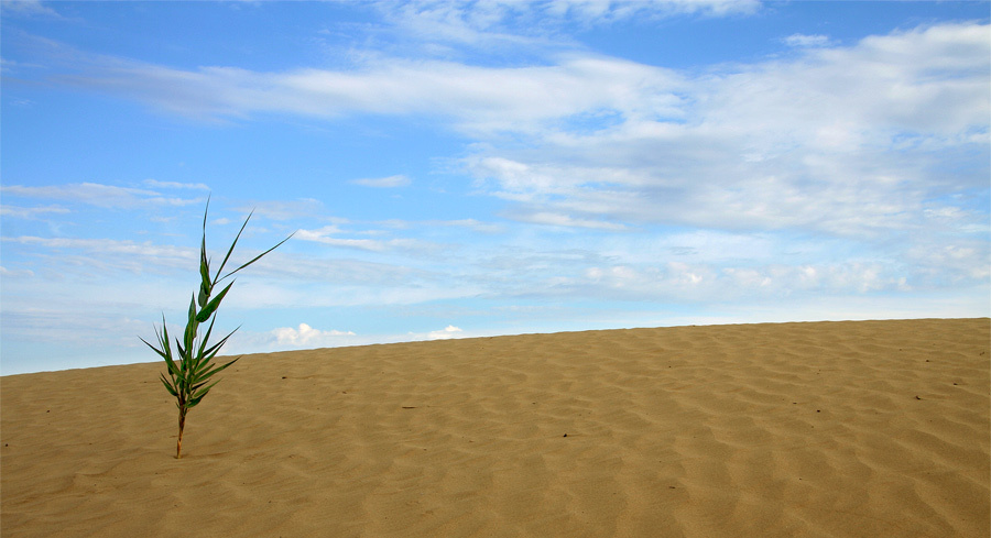 life in desert балхаш, поездка, озеро, рыбалка, барханы