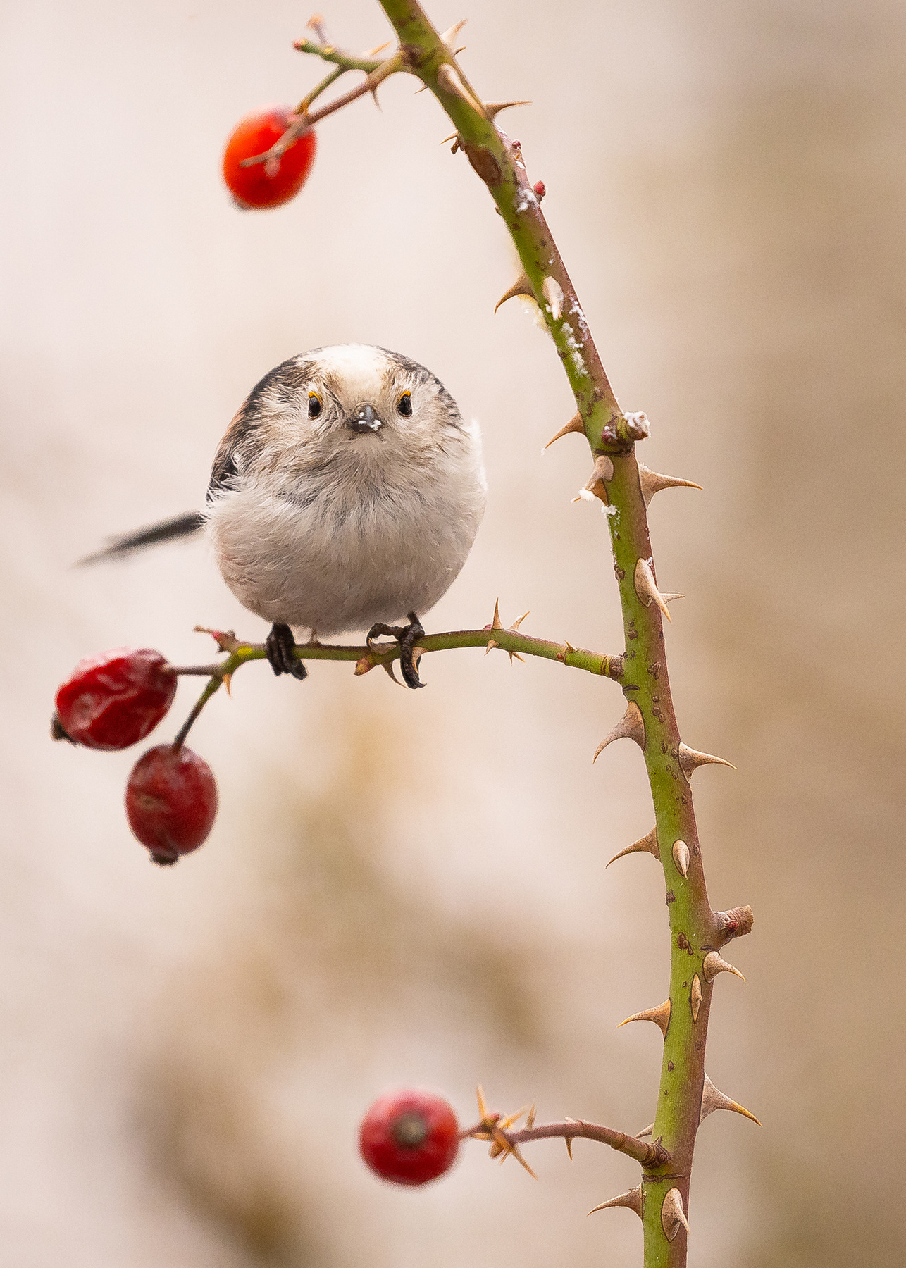 Long-tailed Ti 