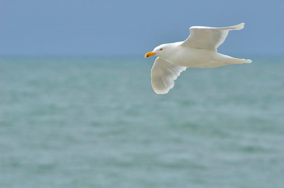 Скользящий над волнами Бургомистр, Larus hyperboreus, Glaucous Gull, Tobseda, Barents Sea, Arctic