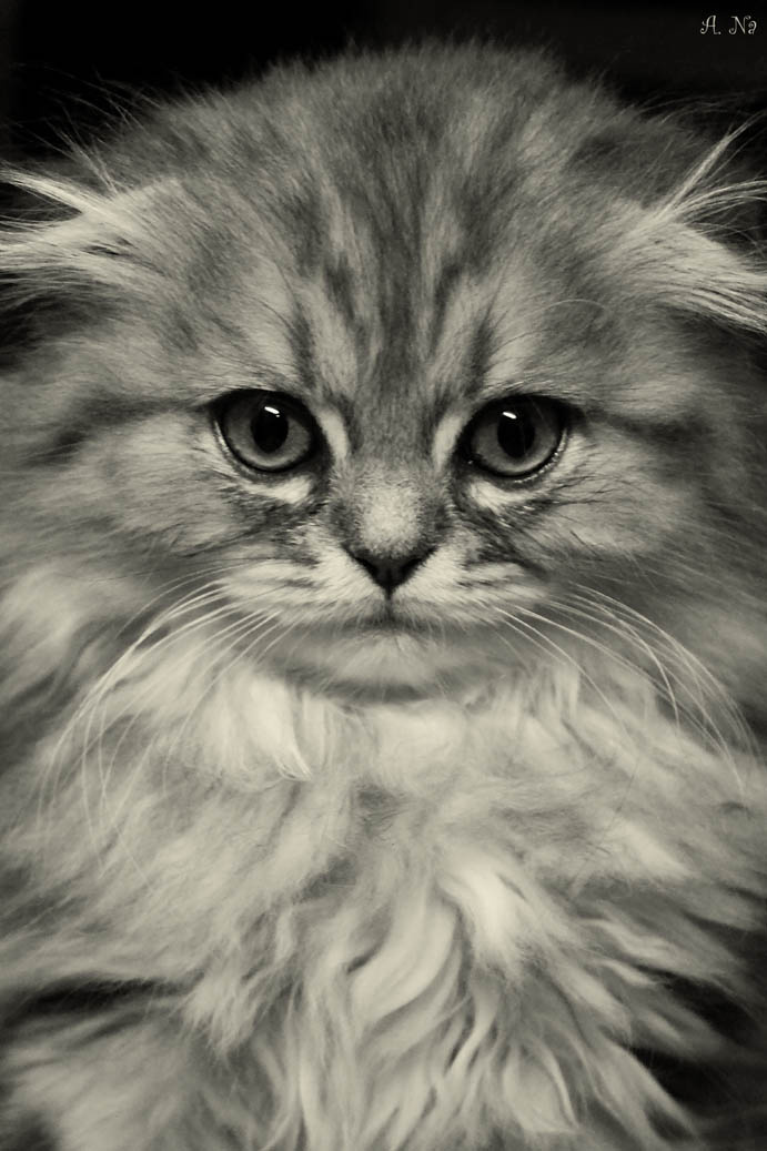 Pretty kitty.. кот, кошки, животные, киса