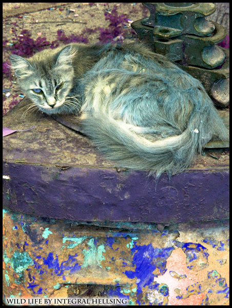 Хищник кот