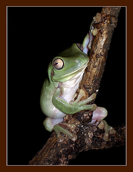 Шумел камыш... коралловопалая литория Litoria caerulea