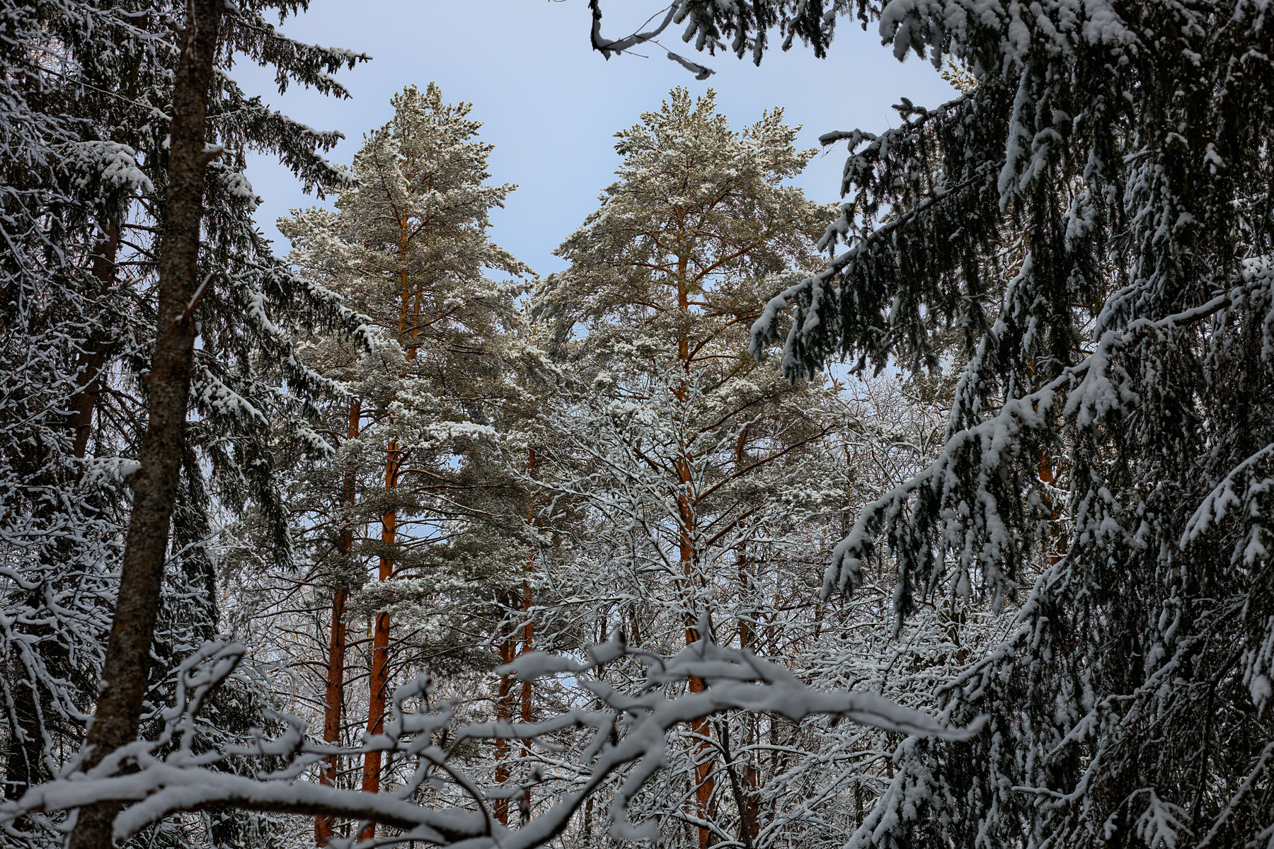 Первый снег 