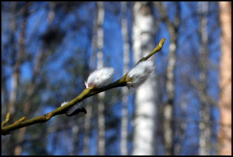 Весна 2. природа весна
