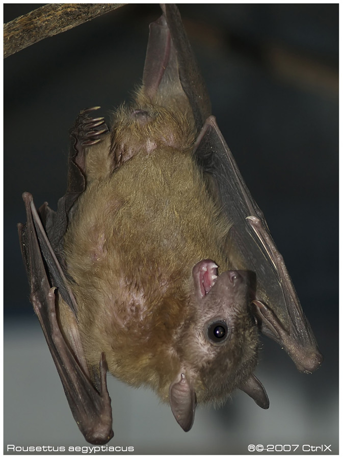 Rousettus aegyptiacus Rousettus aegyptiacus