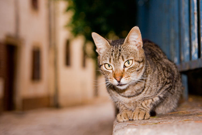 Хорватский кот кот хорватия улица