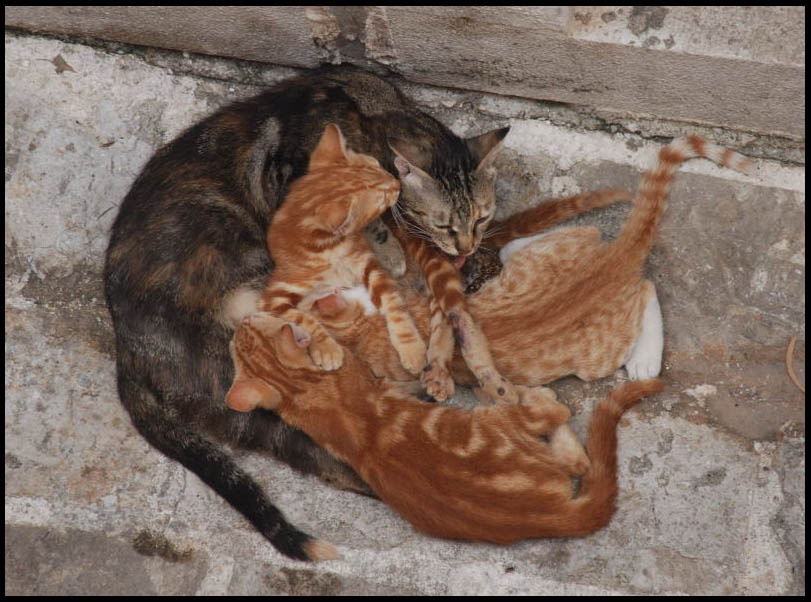 Инь и Ян кошки черногория