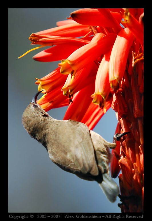 Palestine Sunbird (Nectarinia osea) - Cамка. Нектарница