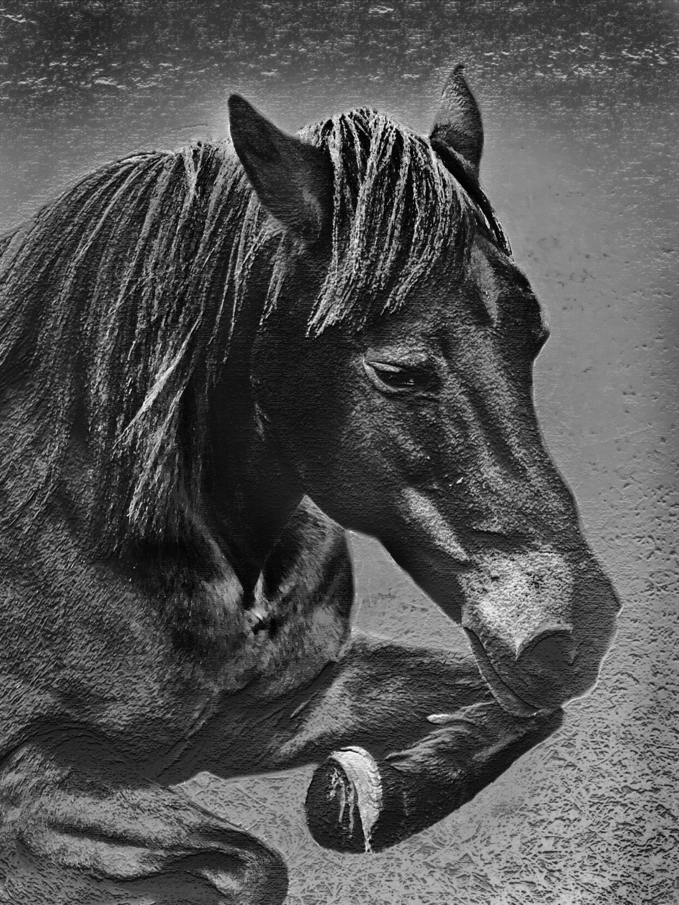 Тёмная лошадка фототренер Александр Мамакин учитель Фотошопа Степан Творческий Союз Снежный Лев Lighra Advenyture Светлана Мамакина Путешествие Расфокус Архангельская область Белое море остов Кий август лошадь Стрелка