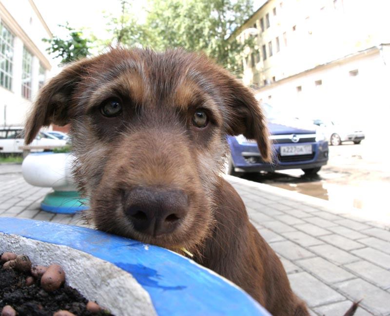 * * * dog