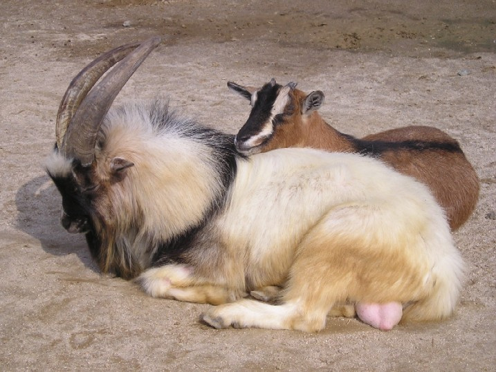 milji, mne tak horosho s toboi! zoopark zhivotnje