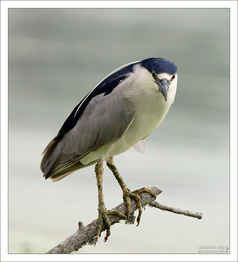 Покажи разрешение на съёмку! цапля Black-crowned Night Heron Техас