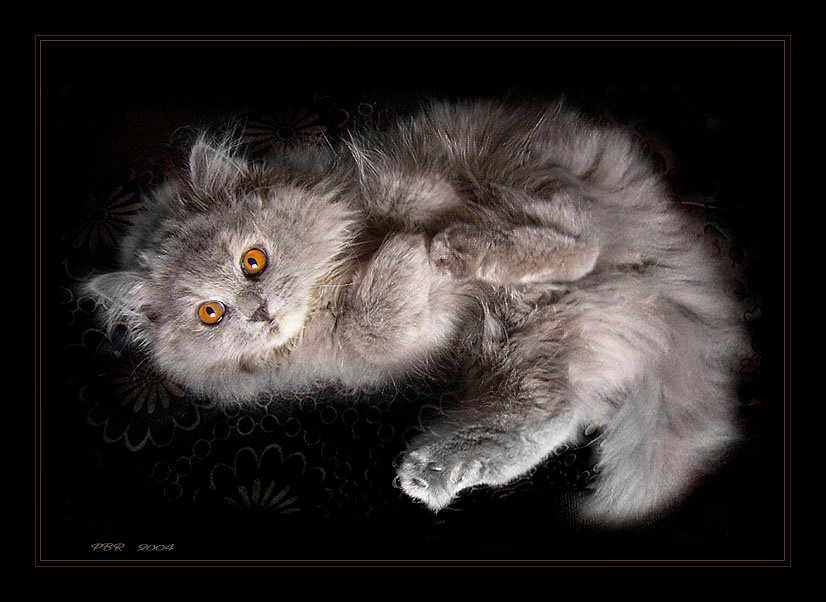 Чего бы ещё отчудить? котишко